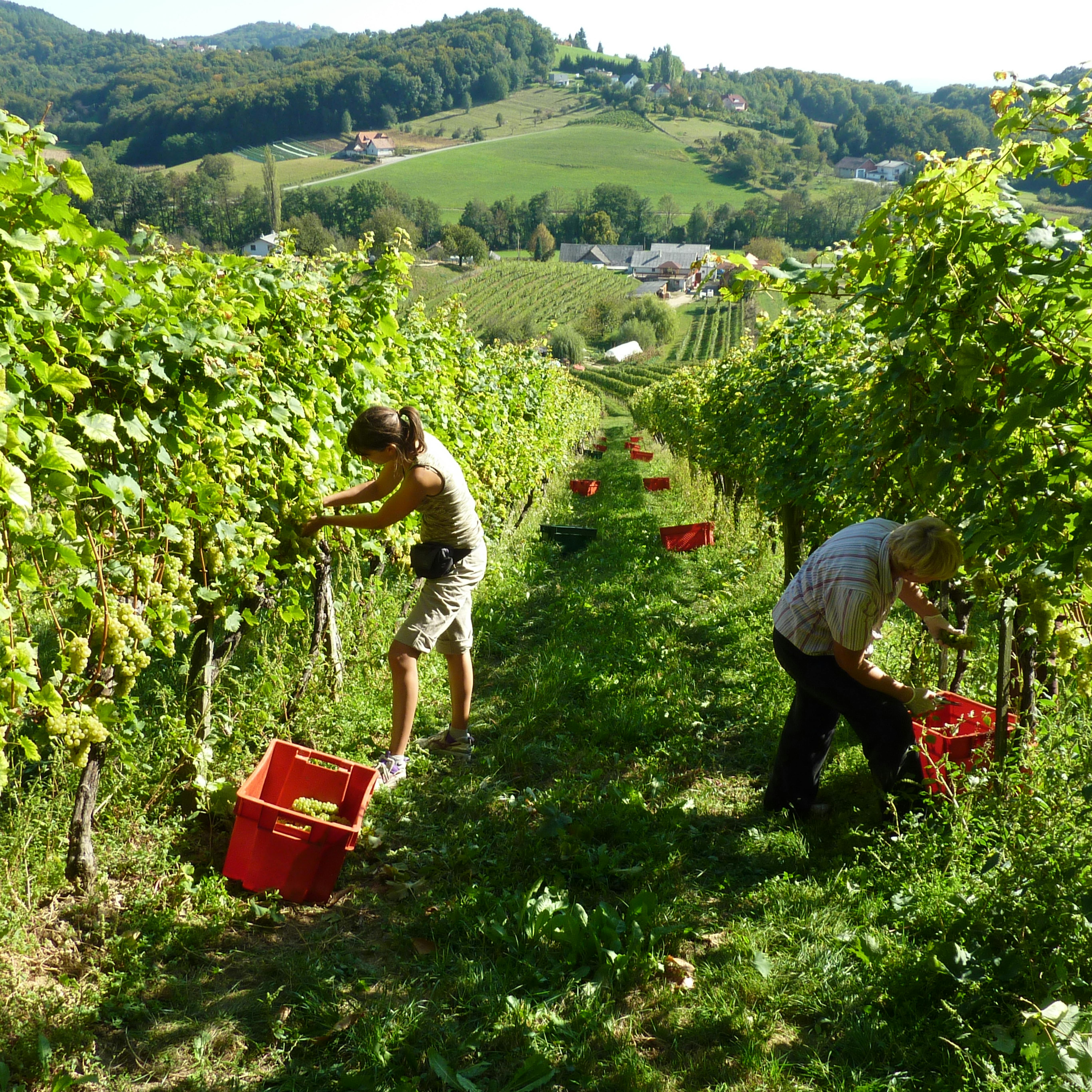 Slovenske gorice